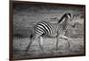 Shinde Camp, Okavango Delta, Botswana, Africa. Young Plains Zebra-Janet Muir-Framed Premium Photographic Print