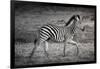 Shinde Camp, Okavango Delta, Botswana, Africa. Young Plains Zebra-Janet Muir-Framed Premium Photographic Print