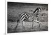 Shinde Camp, Okavango Delta, Botswana, Africa. Young Plains Zebra-Janet Muir-Framed Photographic Print