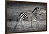 Shinde Camp, Okavango Delta, Botswana, Africa. Young Plains Zebra-Janet Muir-Framed Photographic Print