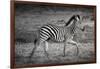 Shinde Camp, Okavango Delta, Botswana, Africa. Young Plains Zebra-Janet Muir-Framed Photographic Print