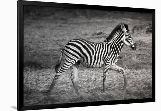 Shinde Camp, Okavango Delta, Botswana, Africa. Young Plains Zebra-Janet Muir-Framed Photographic Print