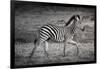 Shinde Camp, Okavango Delta, Botswana, Africa. Young Plains Zebra-Janet Muir-Framed Photographic Print