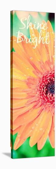 Shine Bright Daisy-Susan Bryant-Stretched Canvas
