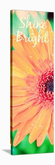 Shine Bright Daisy-Susan Bryant-Stretched Canvas