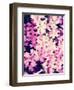 Shine-Natasha Wescoat-Framed Giclee Print