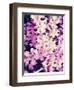 Shine-Natasha Wescoat-Framed Giclee Print