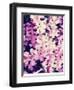 Shine-Natasha Wescoat-Framed Giclee Print