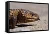 Shingle-Back Skink-Paul Souders-Framed Stretched Canvas