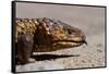 Shingle-Back Skink-Paul Souders-Framed Stretched Canvas