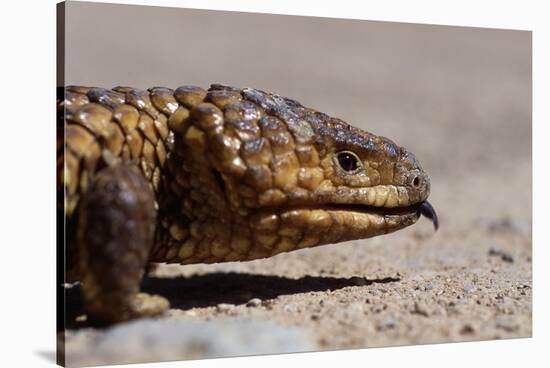 Shingle-Back Skink-Paul Souders-Stretched Canvas