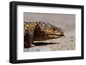 Shingle-Back Skink-Paul Souders-Framed Photographic Print