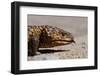 Shingle-Back Skink-Paul Souders-Framed Photographic Print