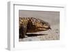 Shingle-Back Skink-Paul Souders-Framed Photographic Print