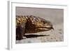 Shingle-Back Skink-Paul Souders-Framed Photographic Print