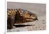 Shingle-Back Skink-Paul Souders-Framed Photographic Print