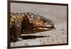 Shingle-Back Skink-Paul Souders-Framed Photographic Print