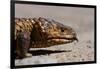 Shingle-Back Skink-Paul Souders-Framed Photographic Print