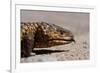 Shingle-Back Skink-Paul Souders-Framed Photographic Print