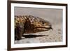 Shingle-Back Skink-Paul Souders-Framed Photographic Print