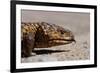 Shingle-Back Skink-Paul Souders-Framed Photographic Print