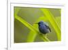 Shining Honeycreeper (Cyanerpes Lucidus) Costa Rica-Paul Hobson-Framed Photographic Print