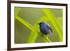 Shining Honeycreeper (Cyanerpes Lucidus) Costa Rica-Paul Hobson-Framed Photographic Print