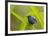 Shining Honeycreeper (Cyanerpes Lucidus) Costa Rica-Paul Hobson-Framed Photographic Print