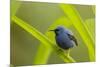 Shining Honeycreeper (Cyanerpes Lucidus) Costa Rica-Paul Hobson-Mounted Photographic Print