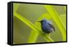 Shining Honeycreeper (Cyanerpes Lucidus) Costa Rica-Paul Hobson-Framed Stretched Canvas