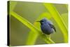 Shining Honeycreeper (Cyanerpes Lucidus) Costa Rica-Paul Hobson-Stretched Canvas