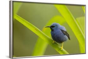 Shining Honeycreeper (Cyanerpes Lucidus) Costa Rica-Paul Hobson-Framed Photographic Print