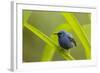 Shining Honeycreeper (Cyanerpes Lucidus) Costa Rica-Paul Hobson-Framed Photographic Print