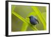 Shining Honeycreeper (Cyanerpes Lucidus) Costa Rica-Paul Hobson-Framed Photographic Print