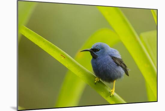 Shining Honeycreeper (Cyanerpes Lucidus) Costa Rica-Paul Hobson-Mounted Photographic Print