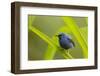 Shining Honeycreeper (Cyanerpes Lucidus) Costa Rica-Paul Hobson-Framed Photographic Print