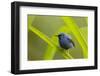 Shining Honeycreeper (Cyanerpes Lucidus) Costa Rica-Paul Hobson-Framed Photographic Print