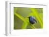 Shining Honeycreeper (Cyanerpes Lucidus) Costa Rica-Paul Hobson-Framed Photographic Print