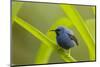 Shining Honeycreeper (Cyanerpes Lucidus) Costa Rica-Paul Hobson-Mounted Photographic Print