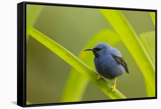 Shining Honeycreeper (Cyanerpes Lucidus) Costa Rica-Paul Hobson-Framed Stretched Canvas
