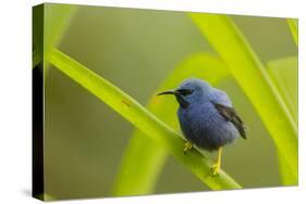 Shining Honeycreeper (Cyanerpes Lucidus) Costa Rica-Paul Hobson-Stretched Canvas