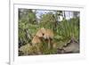 Shining Inkcap (Mica Inkcap) (Coprinellus) (Coprinus Micaceus) Clump Growing-Nick Upton-Framed Photographic Print