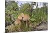 Shining Inkcap (Mica Inkcap) (Coprinellus) (Coprinus Micaceus) Clump Growing-Nick Upton-Mounted Photographic Print