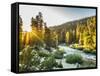 Shining Light In Sequoia National Park-Daniel Kuras-Framed Stretched Canvas