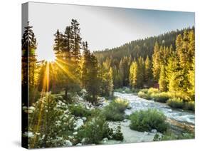 Shining Light In Sequoia National Park-Daniel Kuras-Stretched Canvas