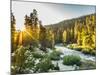 Shining Light In Sequoia National Park-Daniel Kuras-Mounted Photographic Print