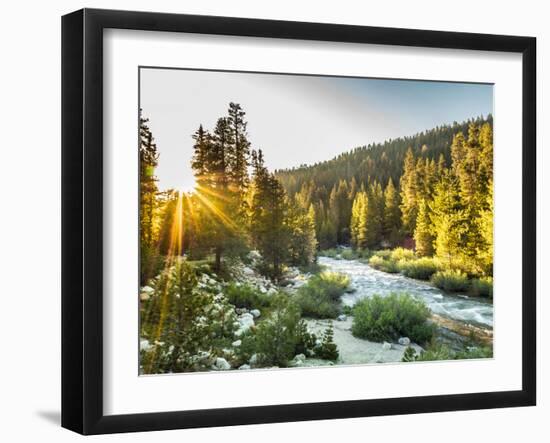 Shining Light In Sequoia National Park-Daniel Kuras-Framed Photographic Print