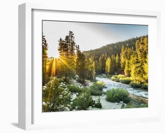 Shining Light In Sequoia National Park-Daniel Kuras-Framed Photographic Print