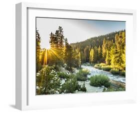 Shining Light In Sequoia National Park-Daniel Kuras-Framed Photographic Print