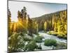 Shining Light In Sequoia National Park-Daniel Kuras-Mounted Photographic Print